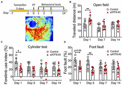 Beneficial effects of neuronal ATF6 activation in permanent ischemic stroke